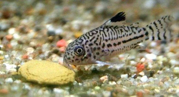 poissons nettoyeurs du fond de l’aquarium